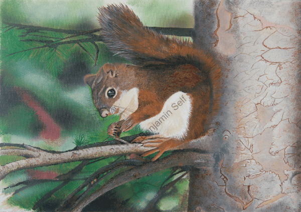 Red Squirrel Original