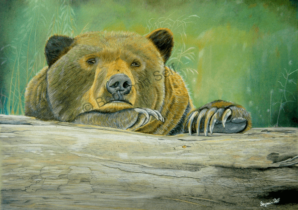 Brown Bear Original