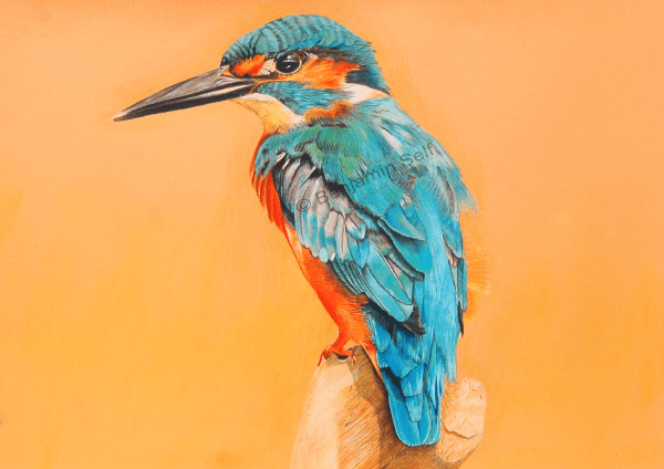 Kingfisher Original
