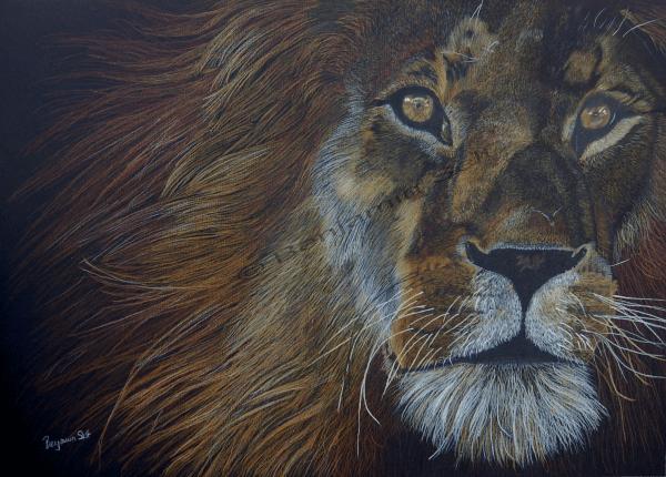 Lion-study Original